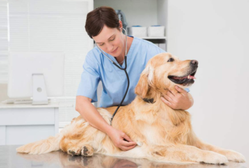 如何考取执业兽医资格证呢？什么专业可以报考执业兽医师资格证呢？