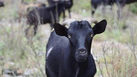 黑山羊养殖防疫要求包括哪些内容呢？