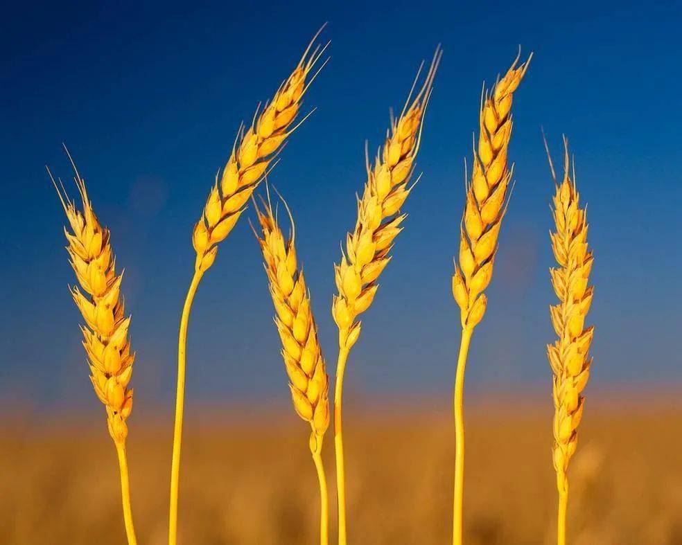 俄乌冲突为啥让小麦价格暴涨？