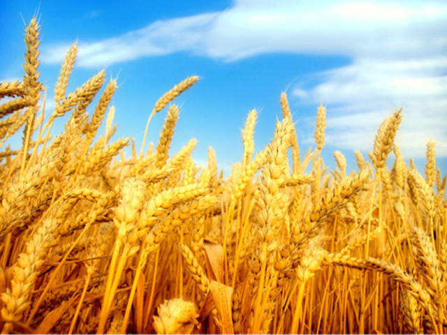 未来小麦价格将如何变化？俄乌冲突未解决背景下或长期影响市场。